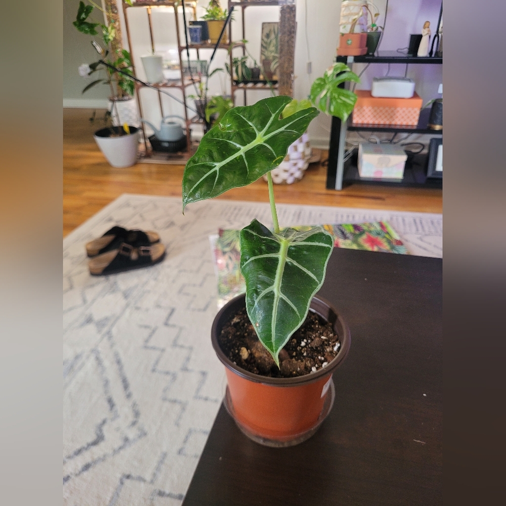 Alocasia Polly Starter Plant